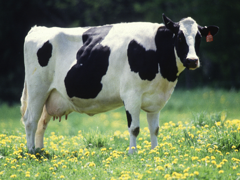 An image of a cow