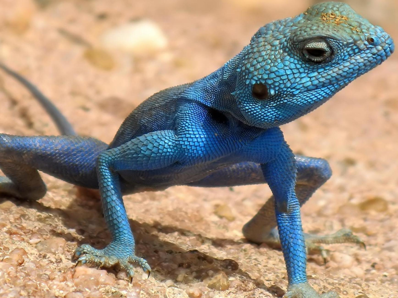 An image of a lizard